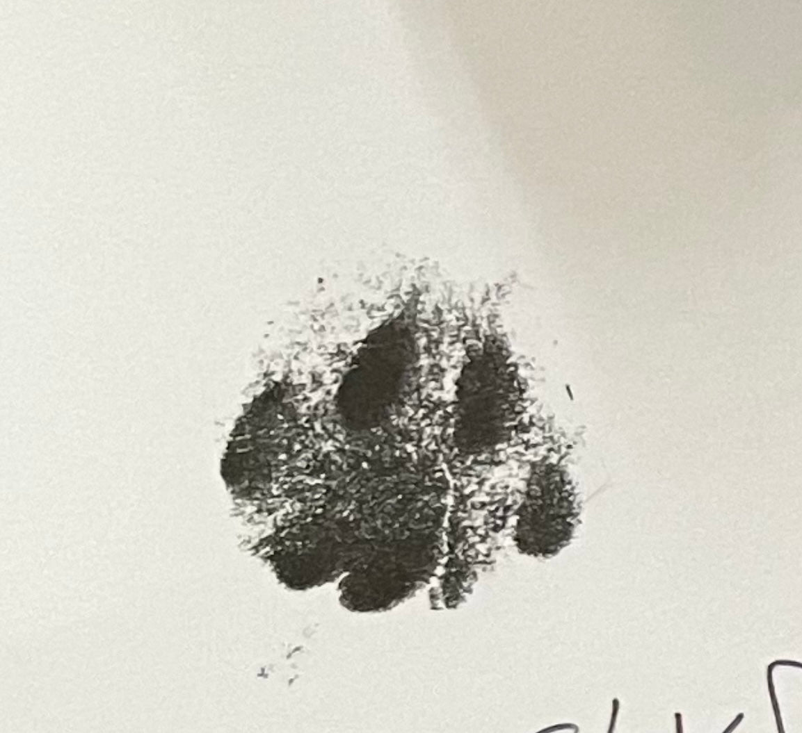 Dustys Paw print (πΎ pawtograph)